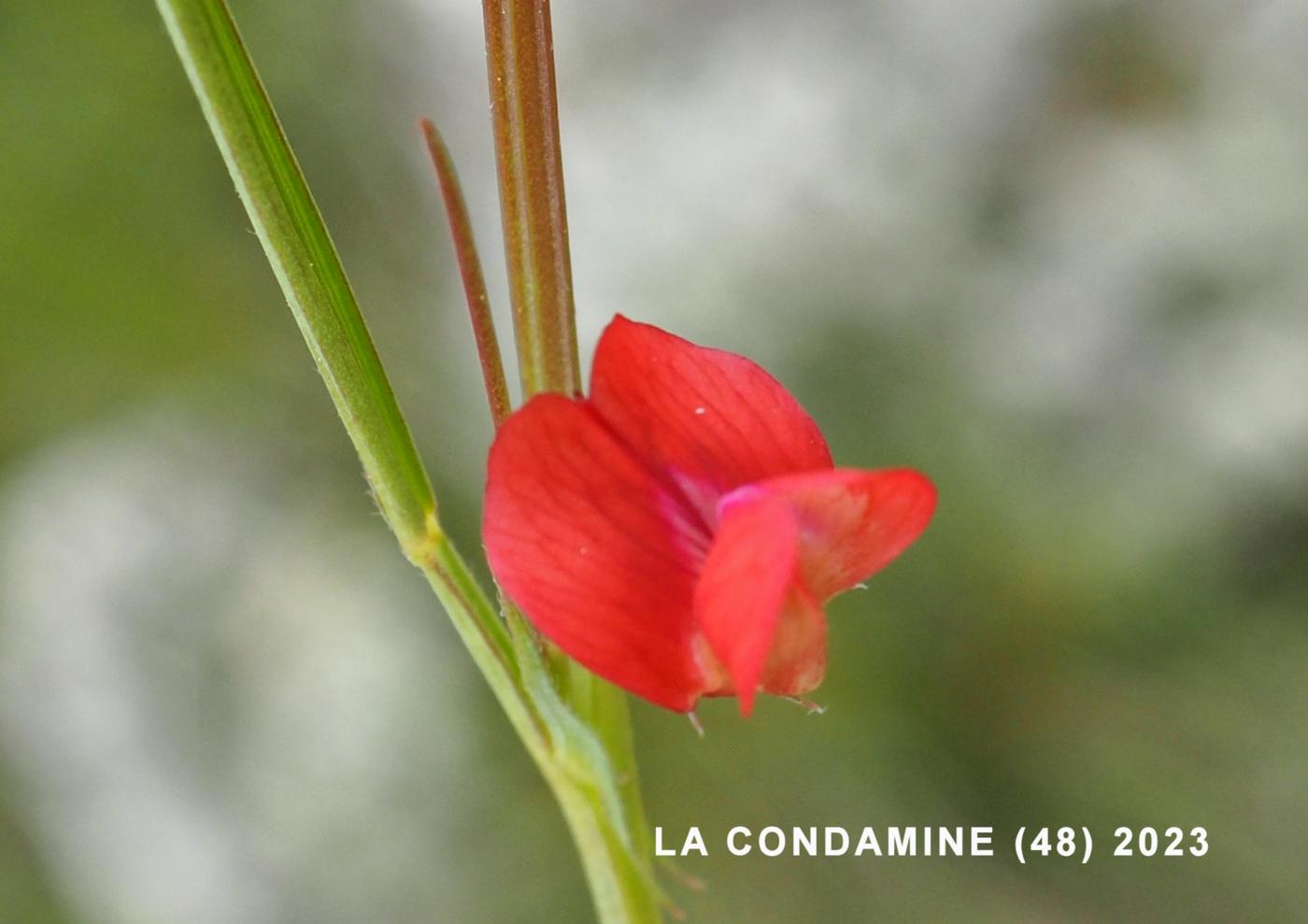 Vetchling, Round-seeded flower